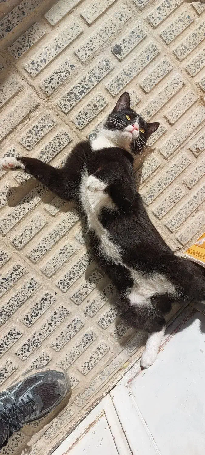 گمشده، مژدگانی ۵میلیون|گربه|شهرکرد, |دیوار