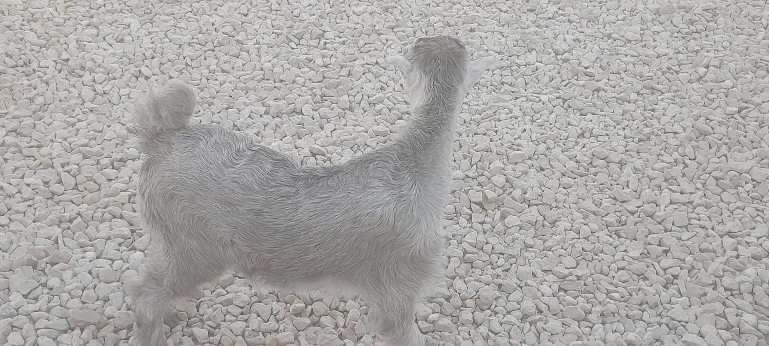 کهره ماده چاق چاق و تپل|حیوانات مزرعه|بندر کنگان, |دیوار