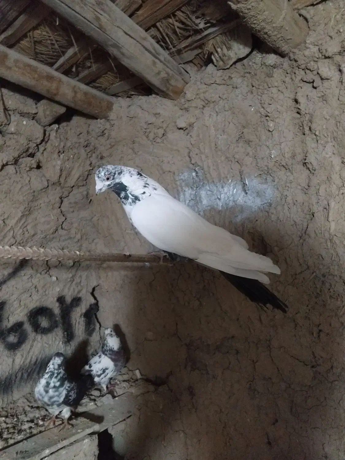 کفتر پرشی زینتی|پرنده|خنداب, |دیوار