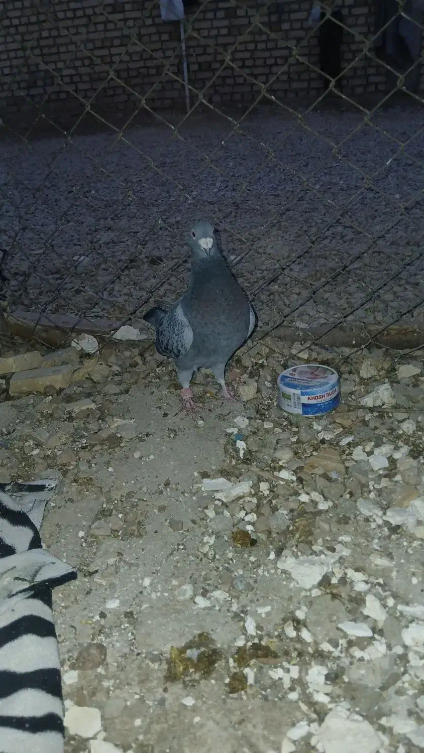 کبوتر|پرنده|طبس, |دیوار