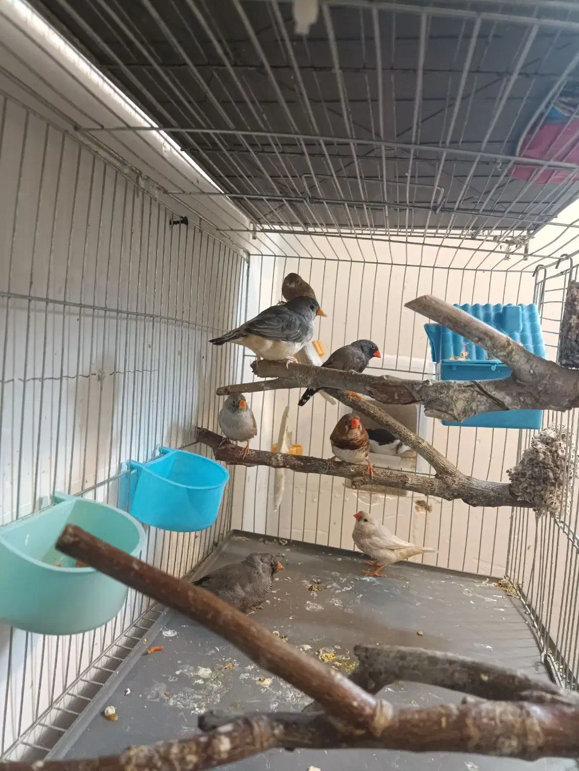 فنج زبرا|پرنده|صدرا-فارس, فاز ۱|دیوار