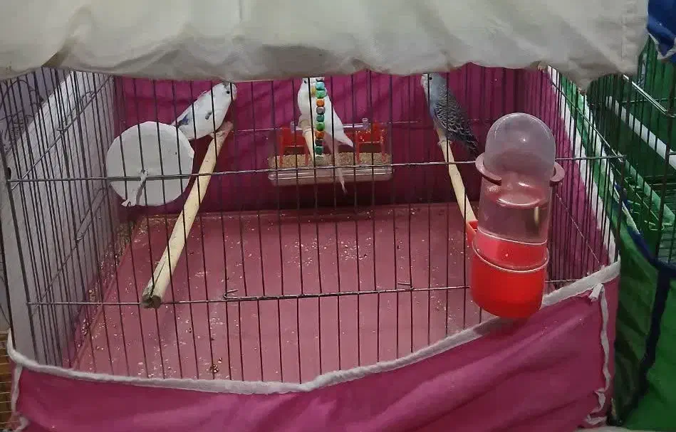 مرغ عشق|پرنده|اصفهان, لیمجیر|دیوار