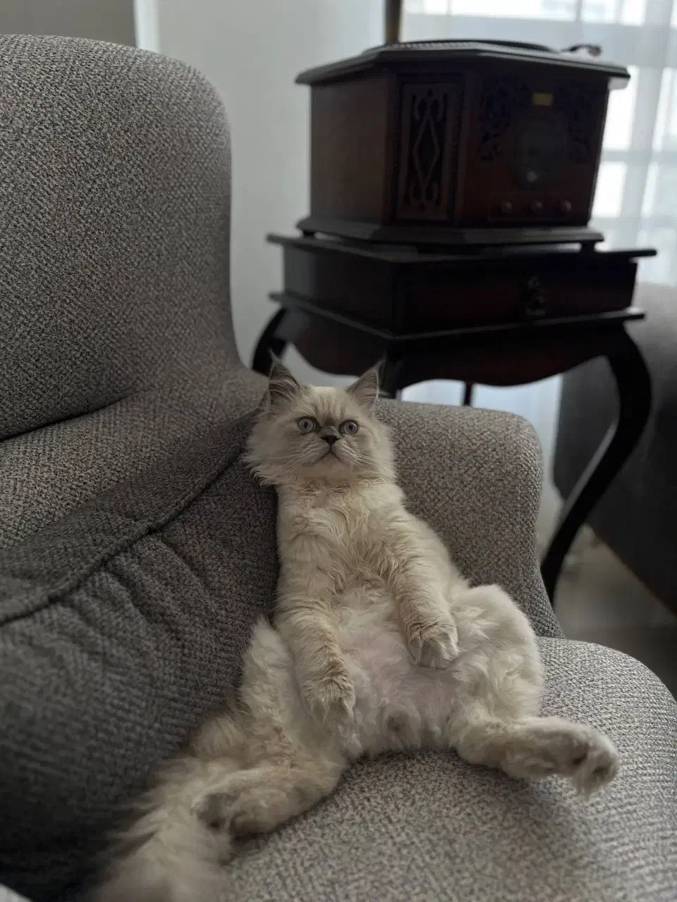 پرشین هیمالین|گربه|بجنورد, |دیوار