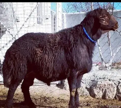 بره نر زنده|حیوانات مزرعه|پیشوا, |دیوار