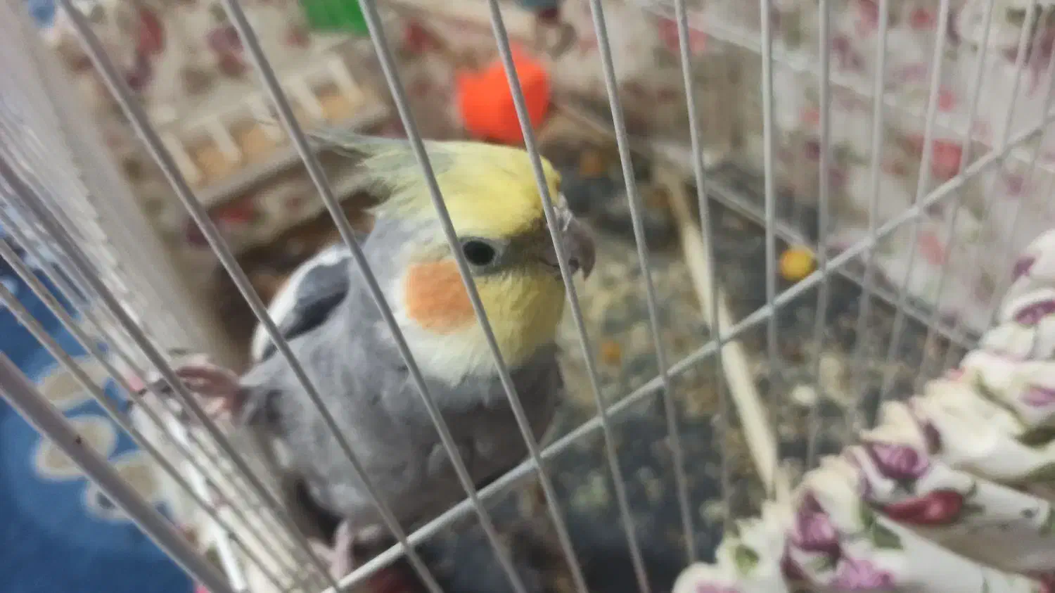 عروس هلندی نر|پرنده|شیروان (خراسان), |دیوار