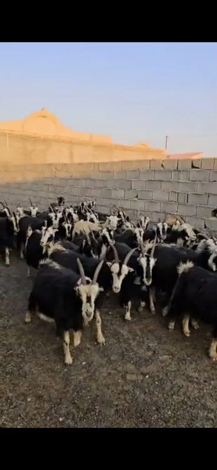 ۳۸راس بز|حیوانات مزرعه|پیشوا, |دیوار