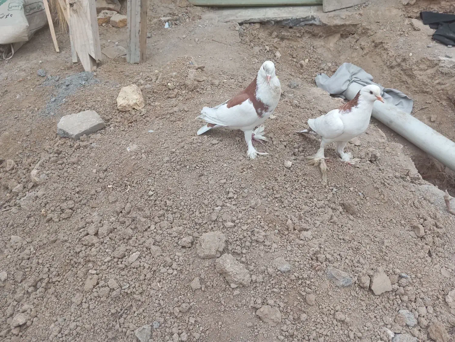 کبوتربادکنکی|پرنده|سامان, |دیوار