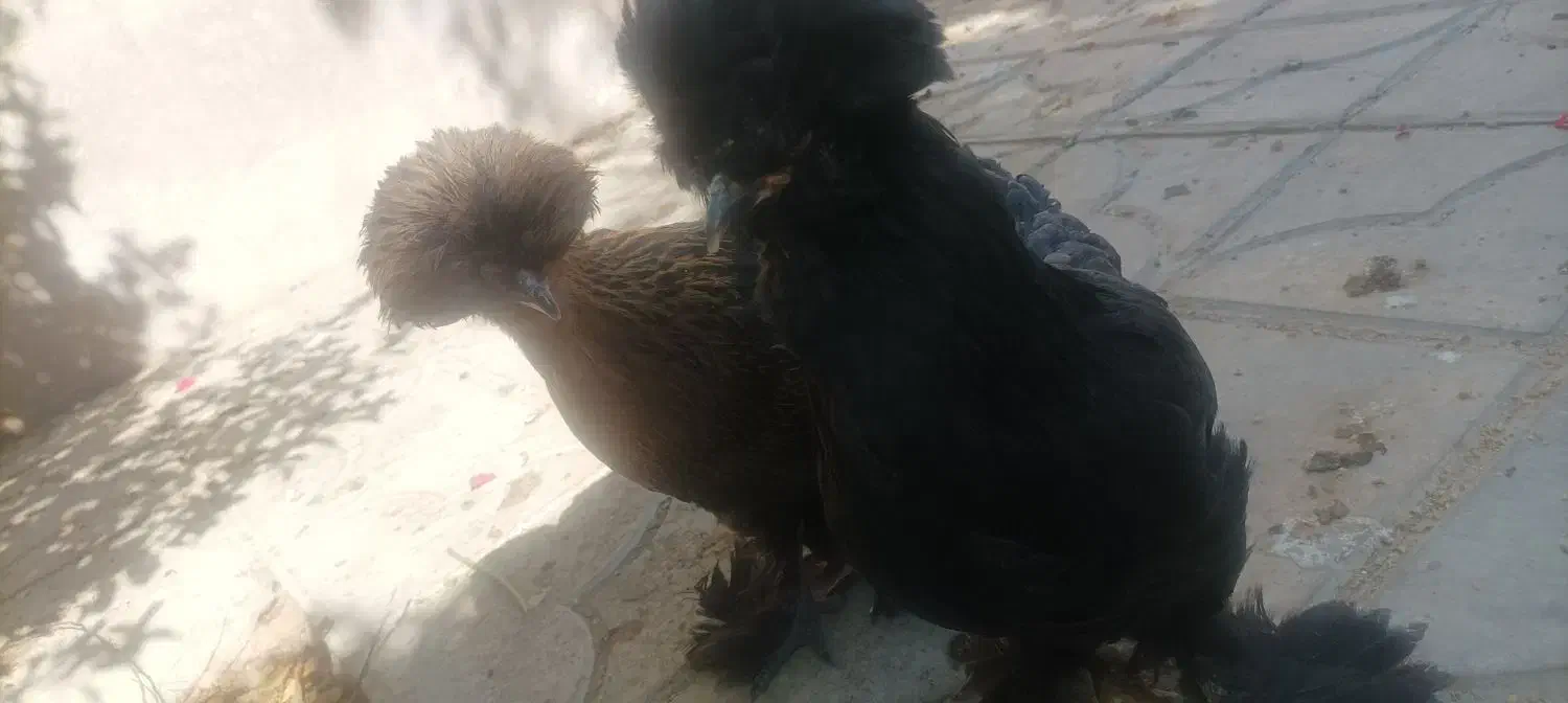 مرغ سلطان لهستانی|حیوانات مزرعه|شیراز, پودنک|دیوار