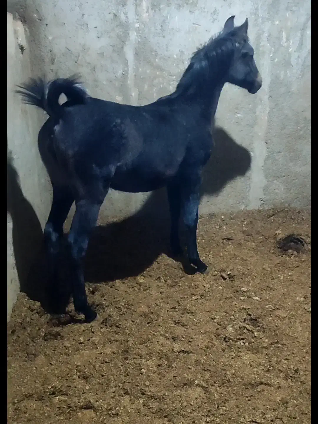 اسب|اسب و تجهیزات اسب‌سواری|فلاورجان, |دیوار