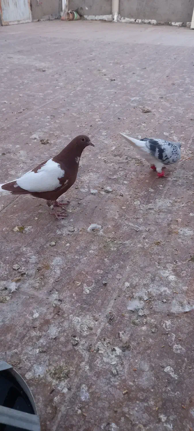 ۶ تا جوجه رنگی|پرنده|کاشمر, |دیوار