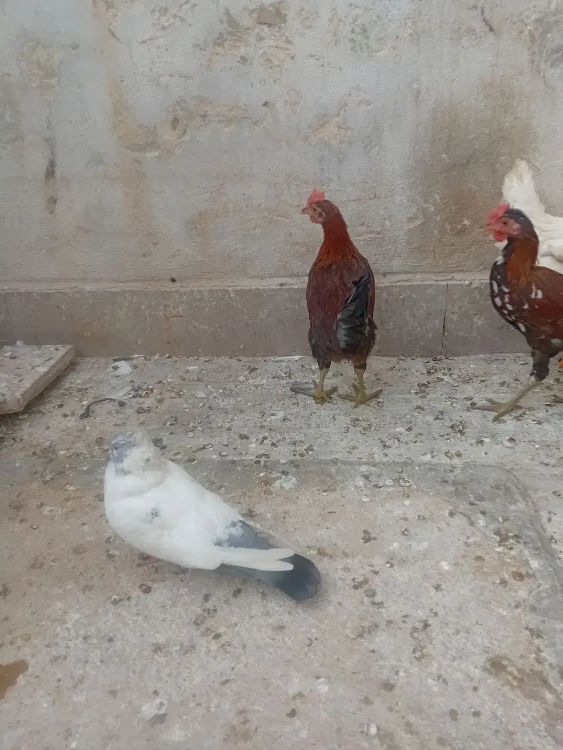 جوجه خروس محلی|حیوانات مزرعه|شیراز, کوشک میدان|دیوار