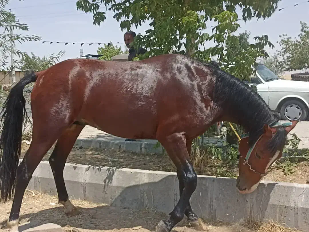 فروش اسب|اسب و تجهیزات اسب‌سواری|کرفتو, |دیوار