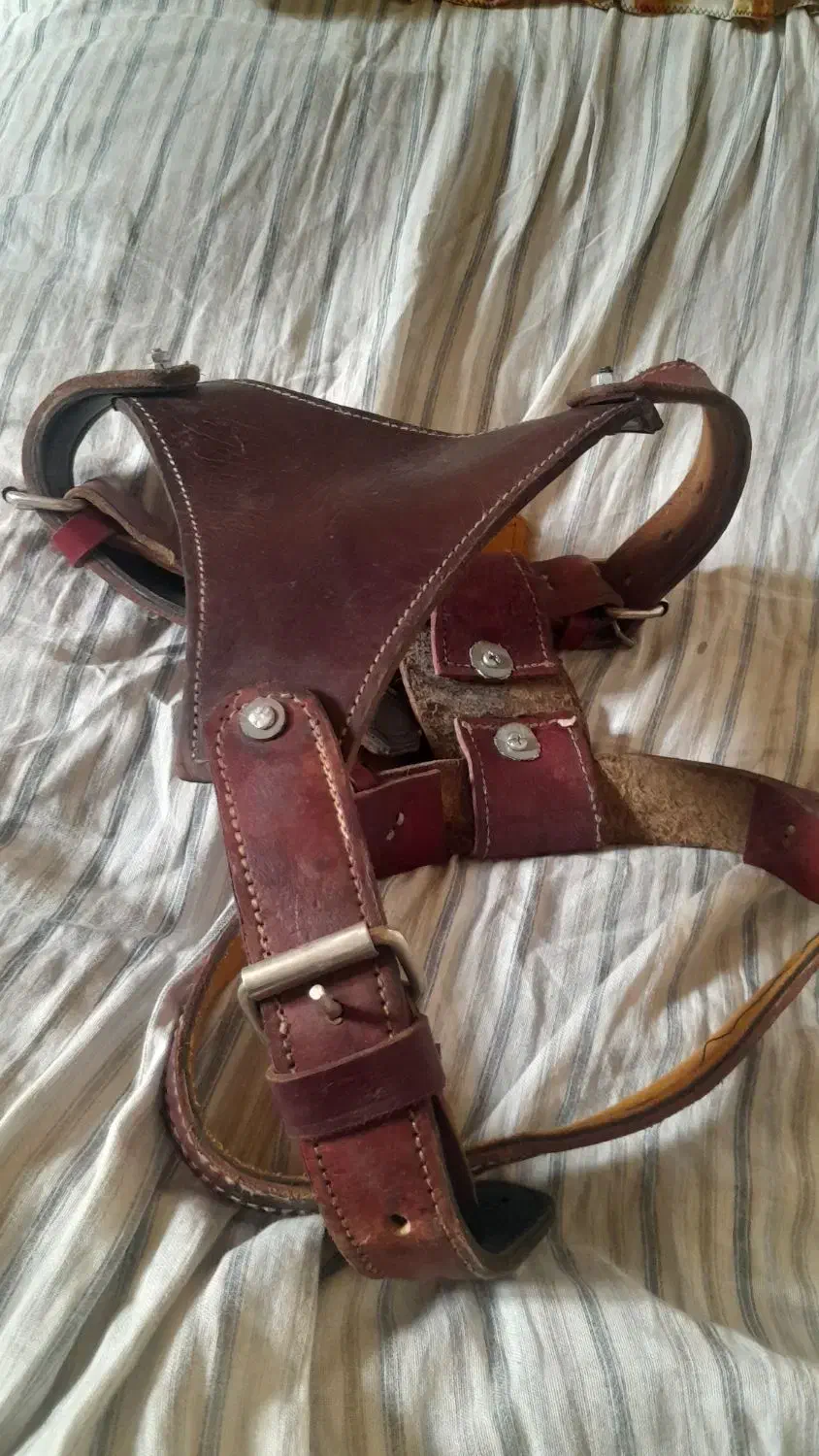 سینه بند و قلاده سگ|لوازم جانبی حیوانات|اراک, |دیوار