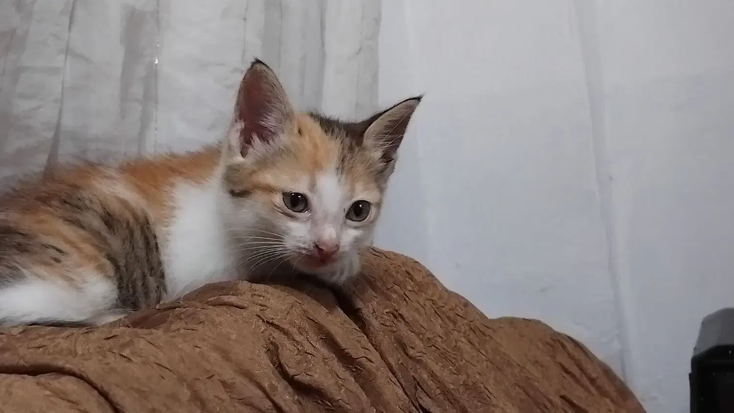 واگذاری بچه گربه رایگان|گربه|رشت, حومه رشت|دیوار