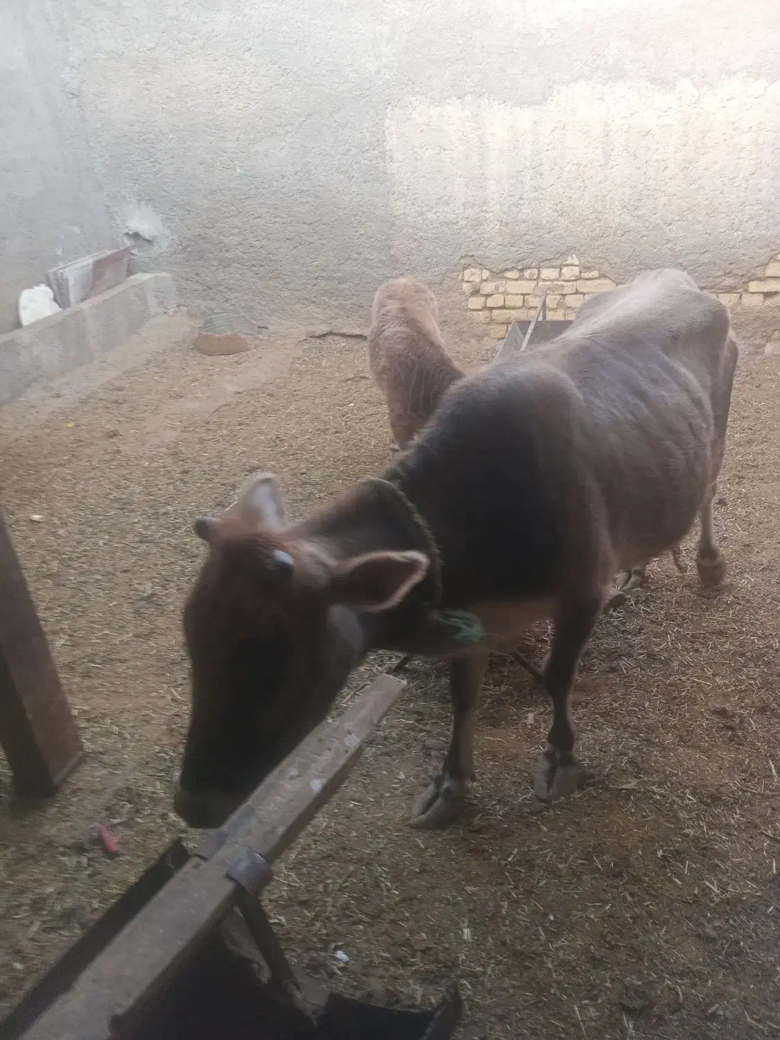 گاو باگوساله|حیوانات مزرعه|دهق, |دیوار