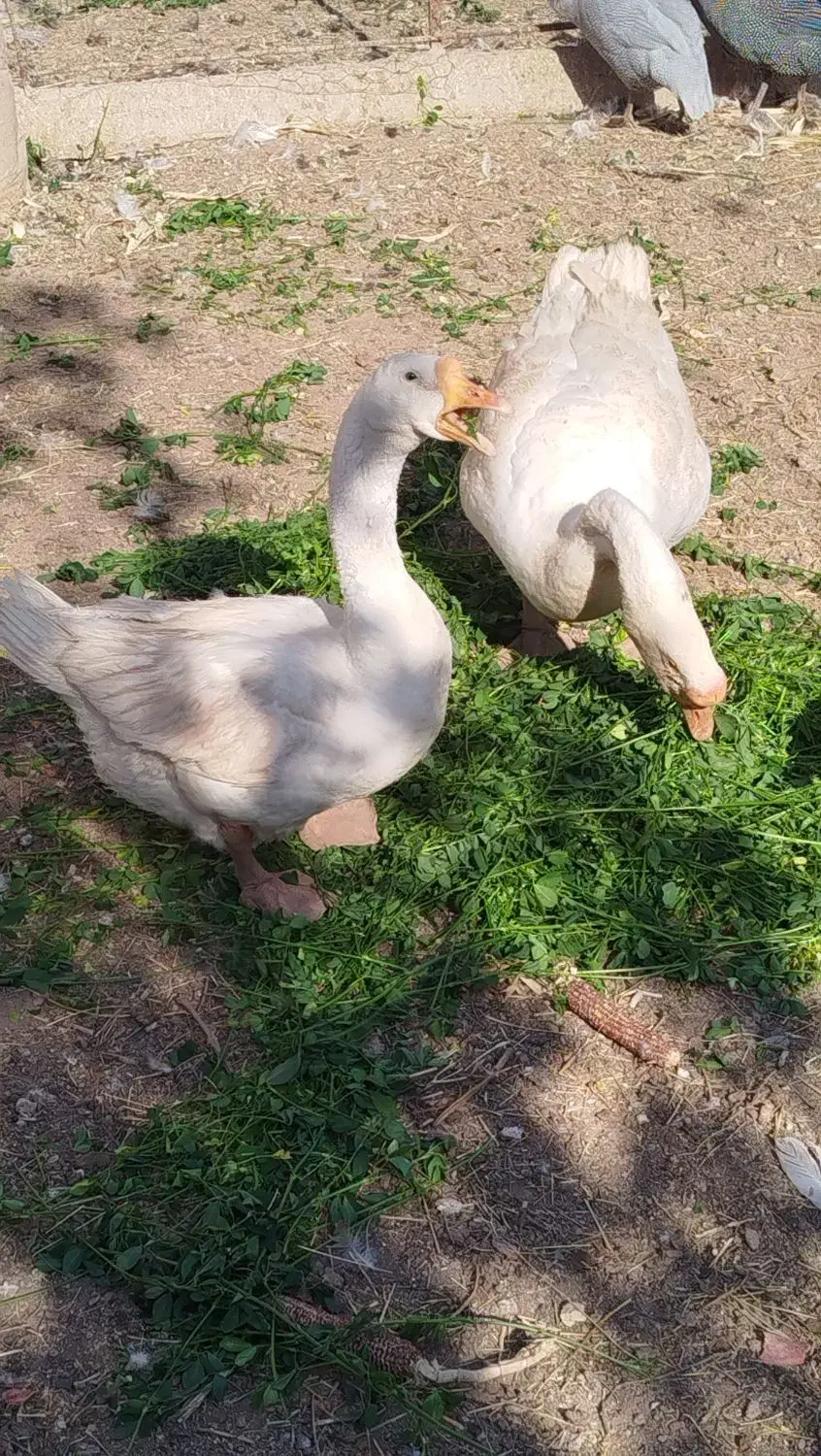 قوغاز سفید|حیوانات مزرعه|دشتابی, |دیوار