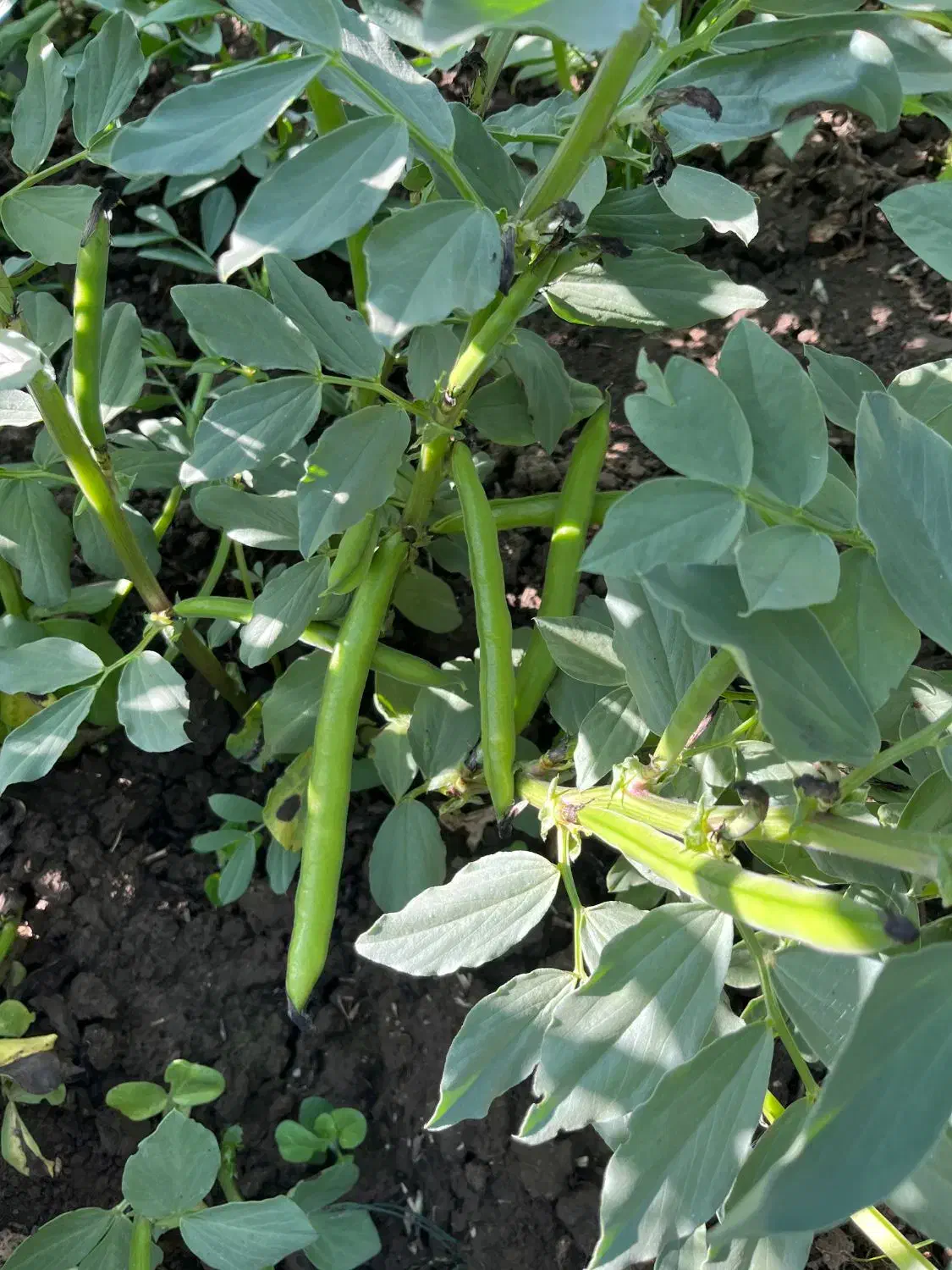 باقالا هیستال زود راس|عمدهفروشی|جویبار, |دیوار