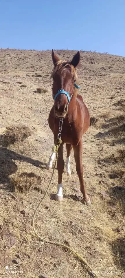 دو اسب  با خط و خونی بالا و شجره دار  فروشی|اسب و تجهیزات اسب‌سواری|نظرآباد, نظرآباد|دیوار