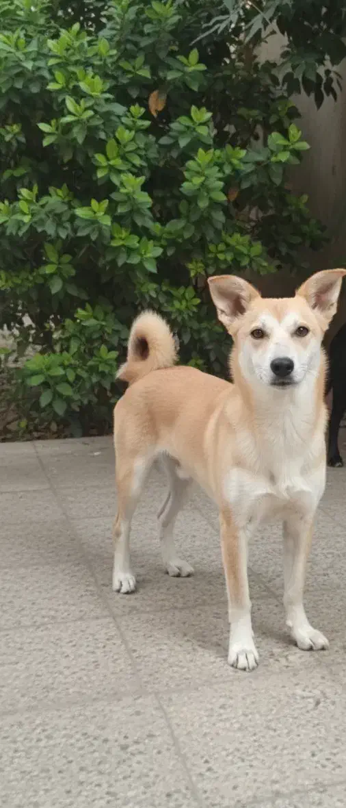 سگ پاکوتاه و نروماده|سگ|شیروان (خراسان), |دیوار