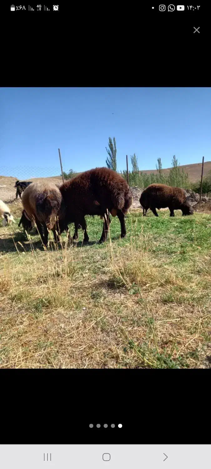 بره نر.وماده|حیوانات مزرعه|تبریز, |دیوار