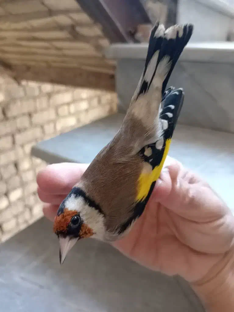 سهره نر ماده مولد وجوجه نقش|پرنده|شاهین‌شهر, حاجی آباد|دیوار