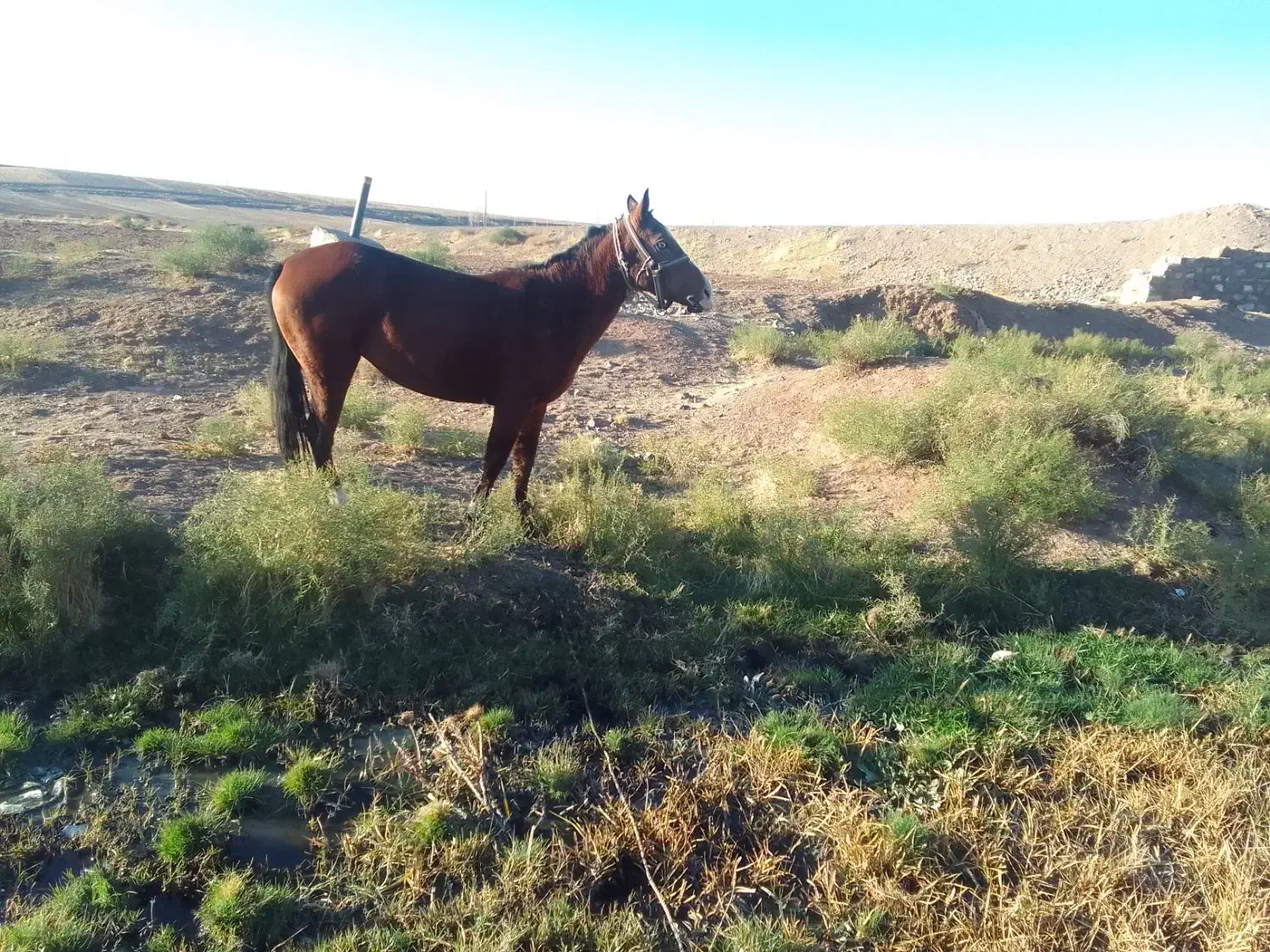 اسب|حیوانات مزرعه|هریس, |دیوار