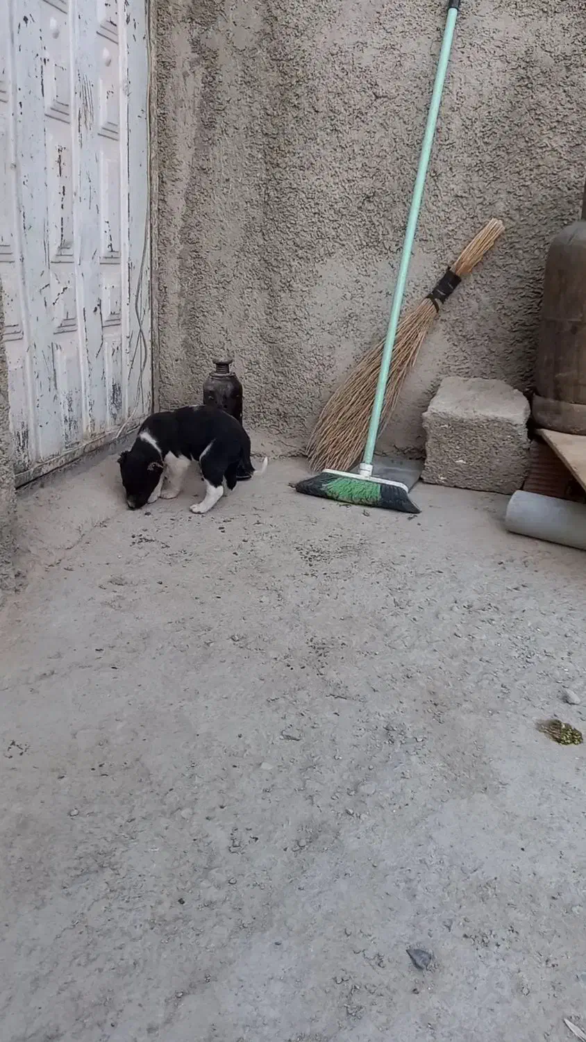 گمشده مژده گانی|حیوانات|تنکمان, |دیوار