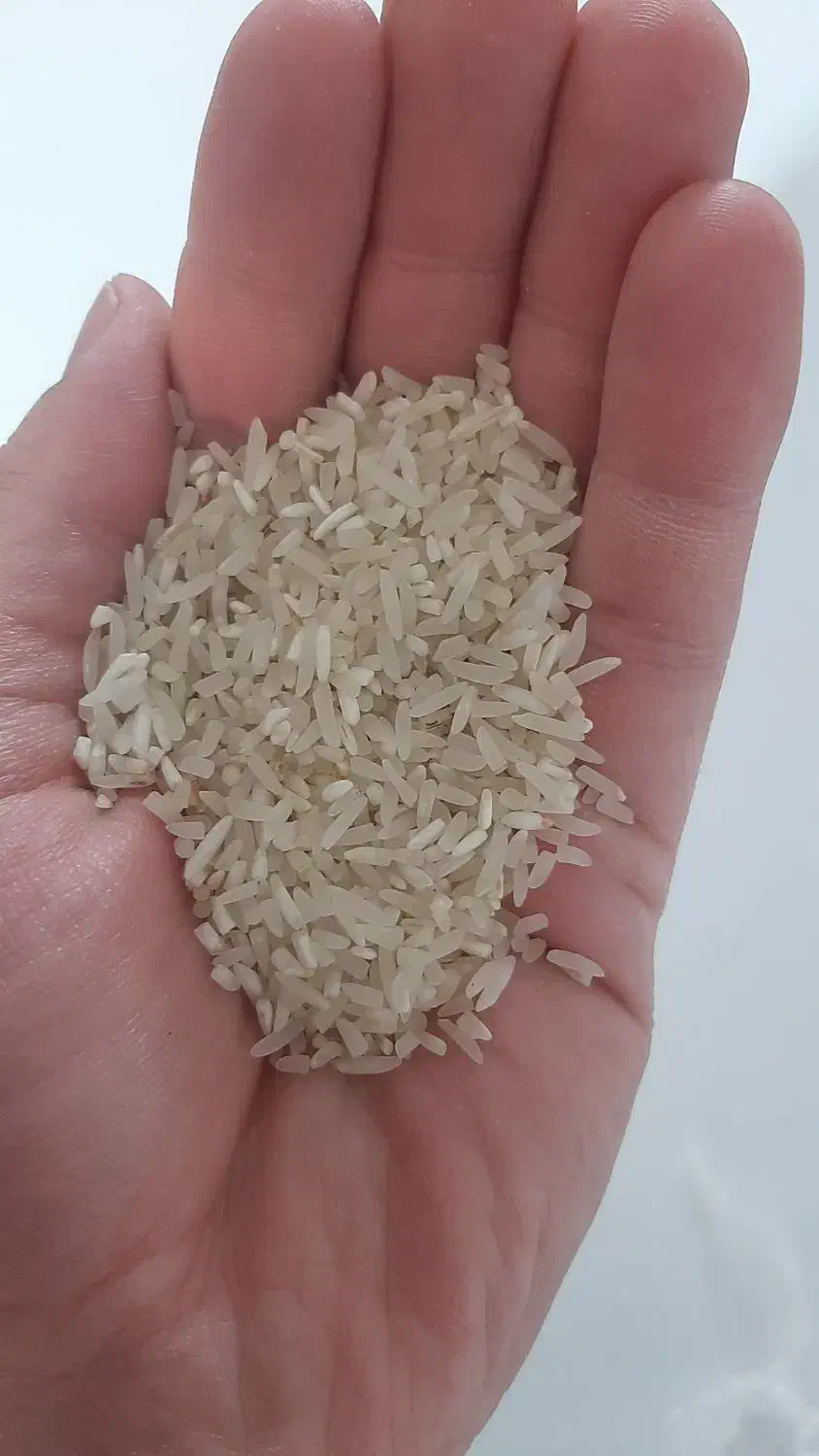 برنج ایرانی سرلاشه|خوردنی و آشامیدنی|سبزوار, قصبه شرقی|دیوار