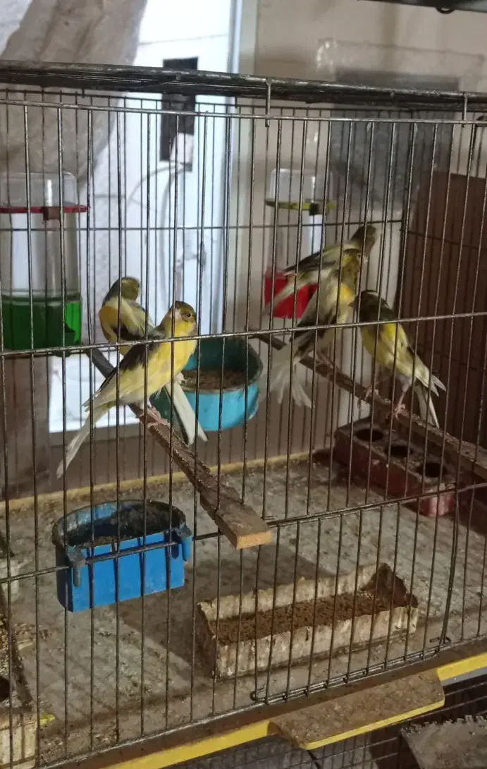 پرنده قناری نر|پرنده|آران و بیدگل, |دیوار