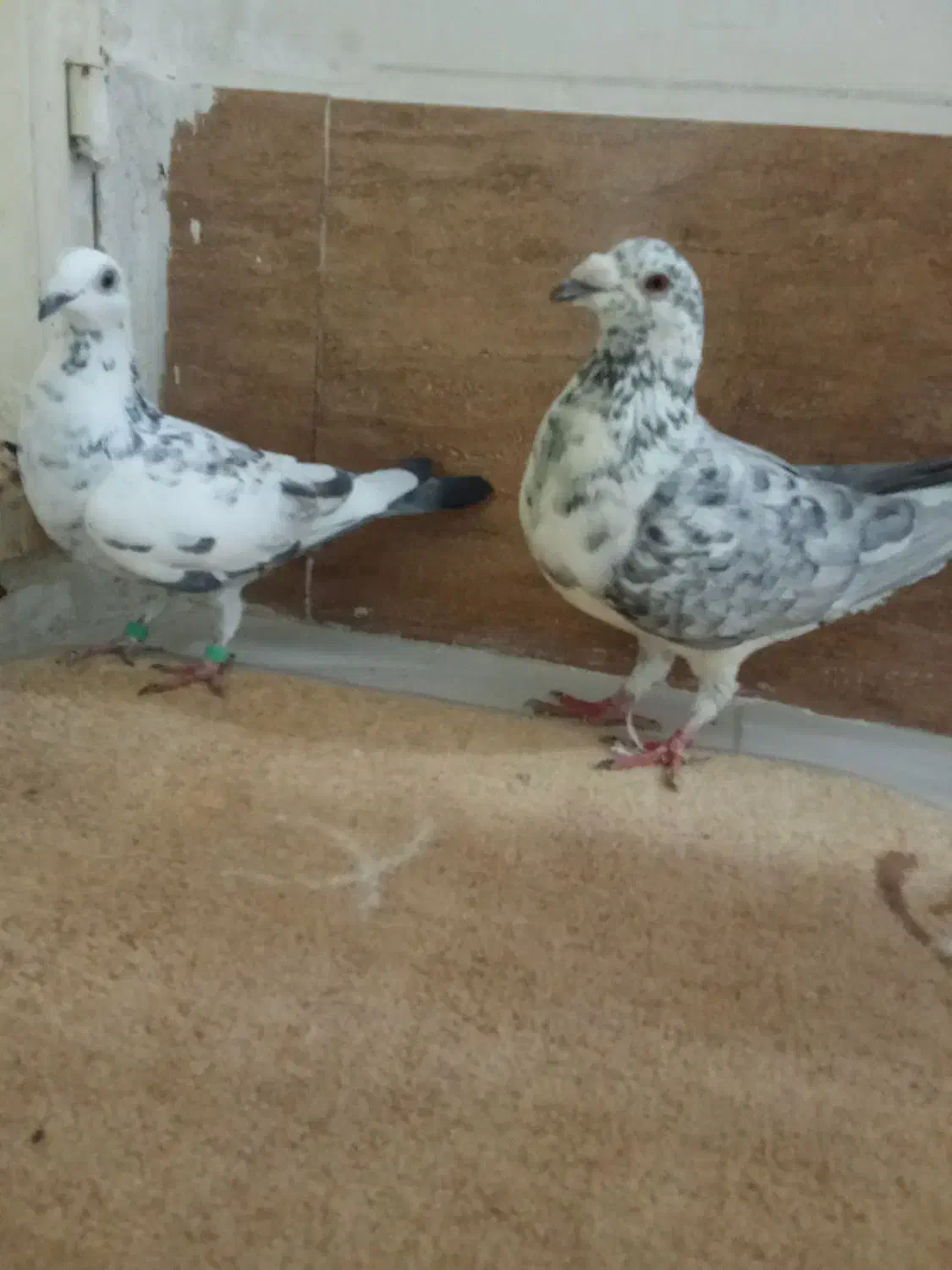 کبوتر|پرنده|تربت‌حیدریه, باغ ملی|دیوار