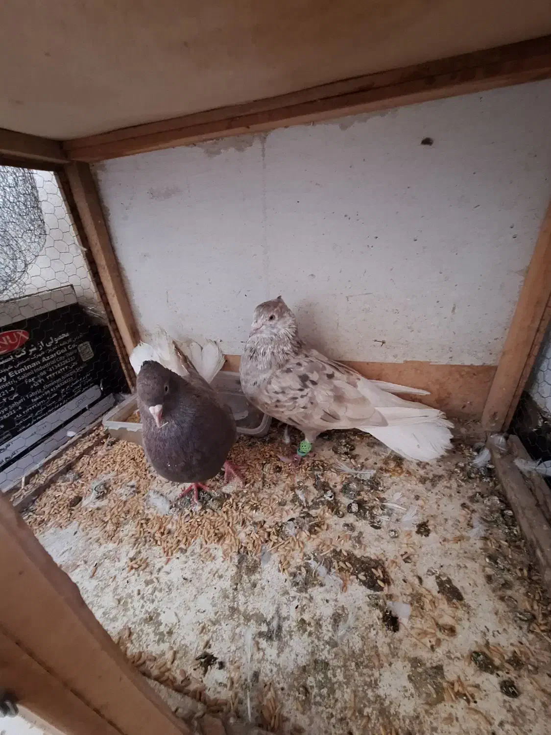 دم سفید|پرنده|پاکدشت, شهرک امام رضا|دیوار