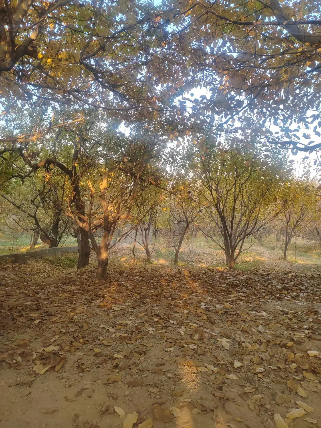 باغ 1100 متری شهریار ابراهیم آباد سند تک برگ|فروش خانه و ویلا|شهریار, ابراهیم‌آباد|دیوار