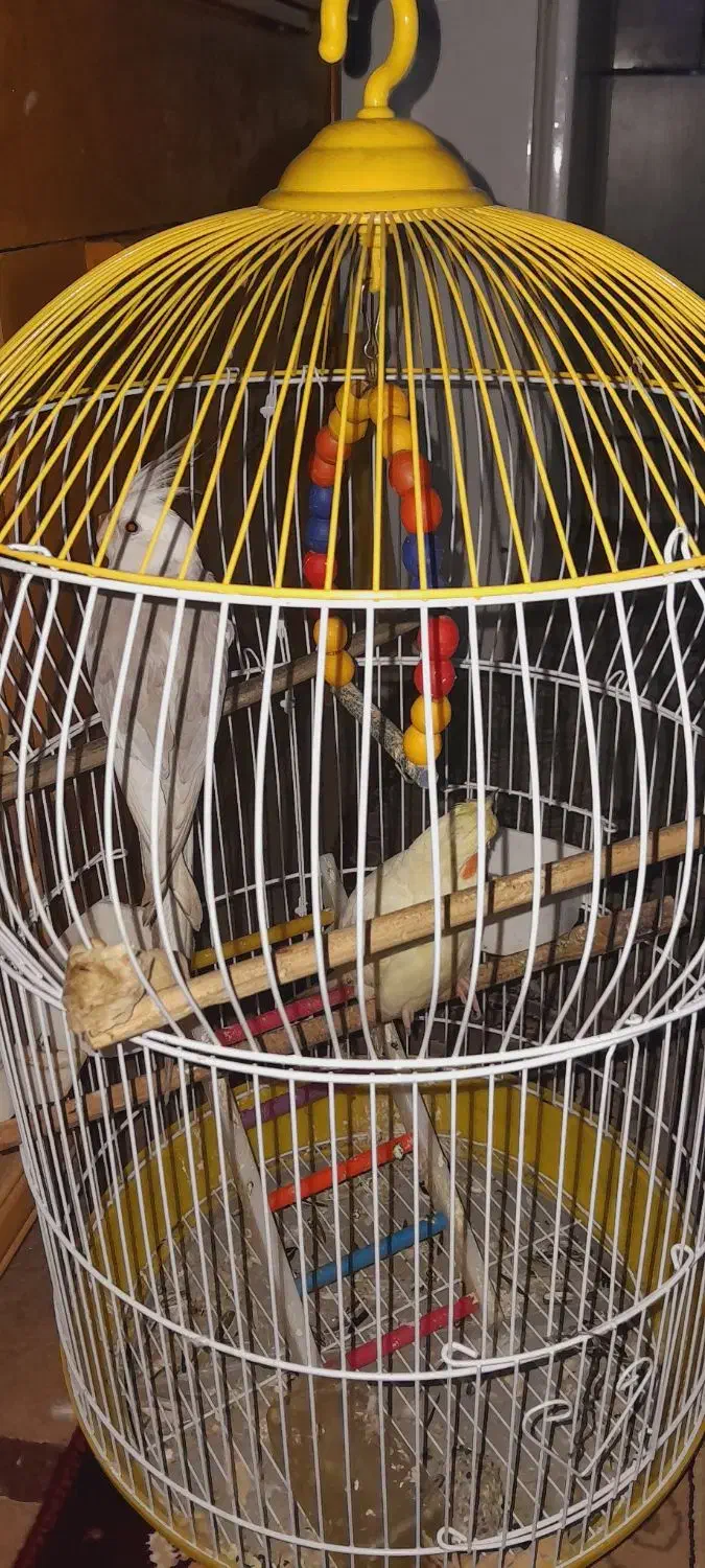 عروس هلندی|پرنده|کارون, |دیوار