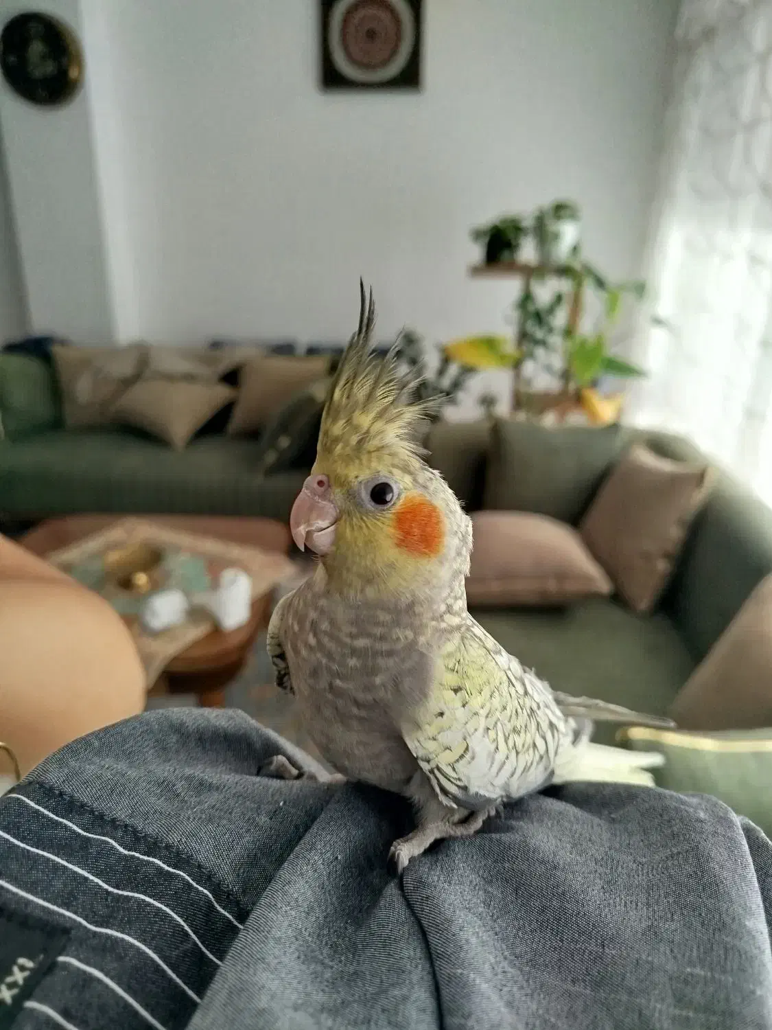 عروس هلندی گلباقالی|پرنده|شهر بابک, |دیوار