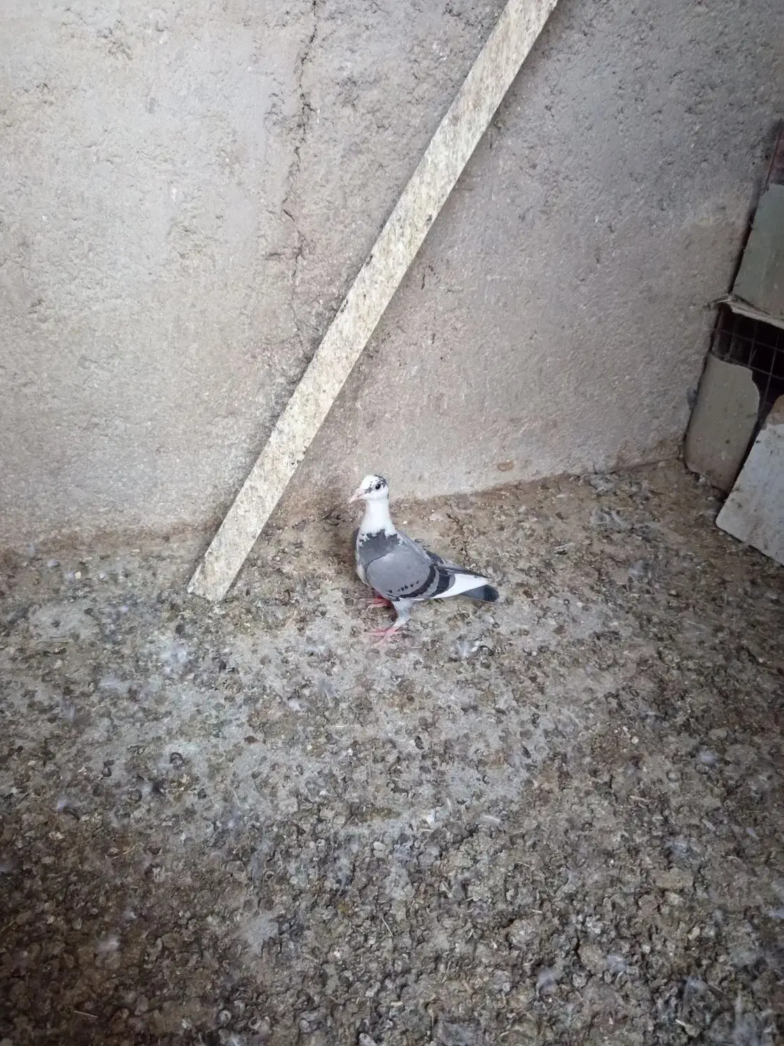 کبوتر|پرنده|زابل, |دیوار