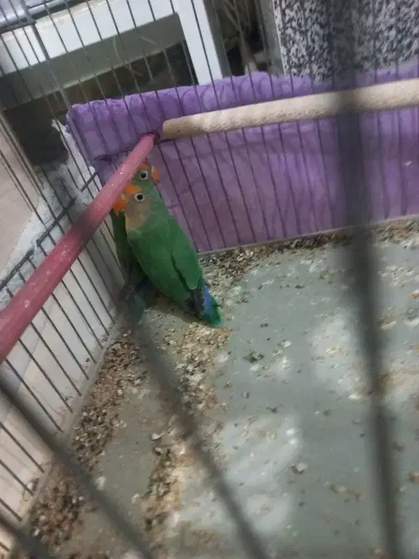 طوطی برزیلی|پرنده|نقده, |دیوار