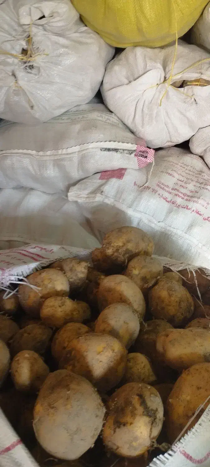 سیب زمینی|عمدهفروشی|نهاوند, |دیوار