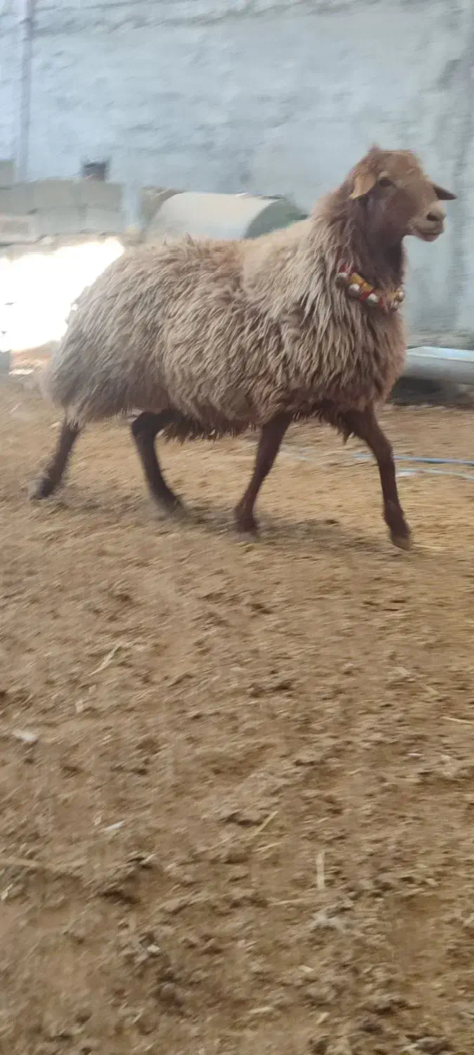 قوچ.میش.بز.بره|حیوانات مزرعه|نجف‌آباد, کهریزسنگ|دیوار