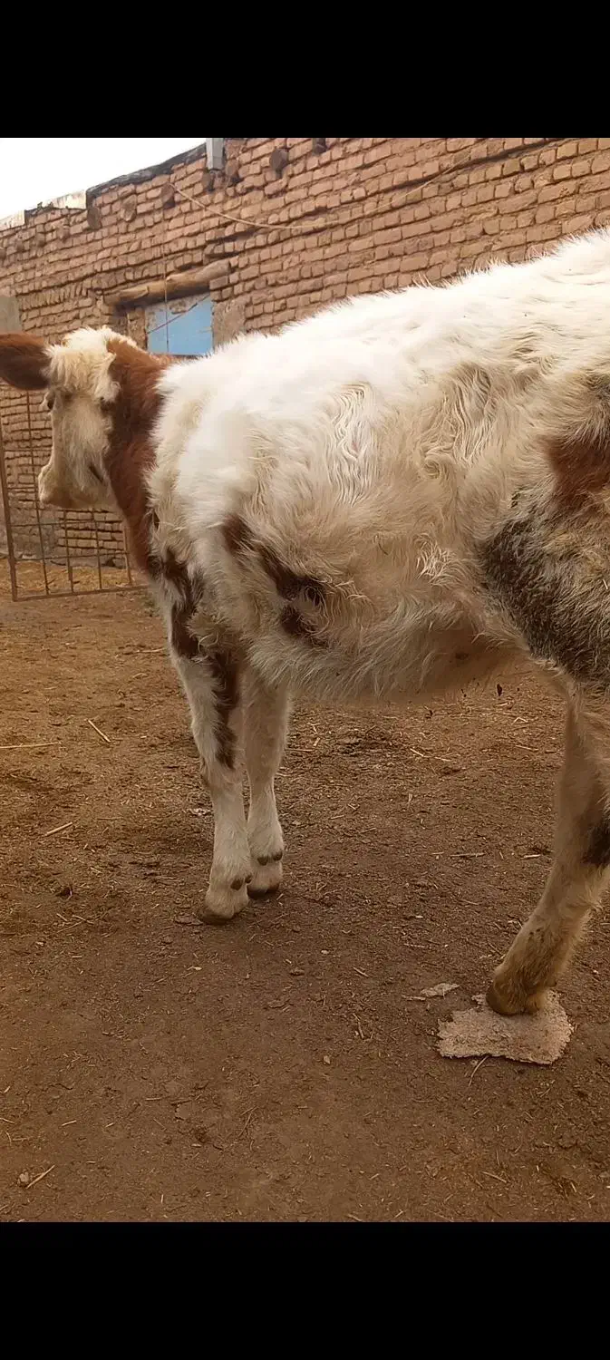 گوساله سیمنتال|حیوانات مزرعه|ایواوغلی, |دیوار