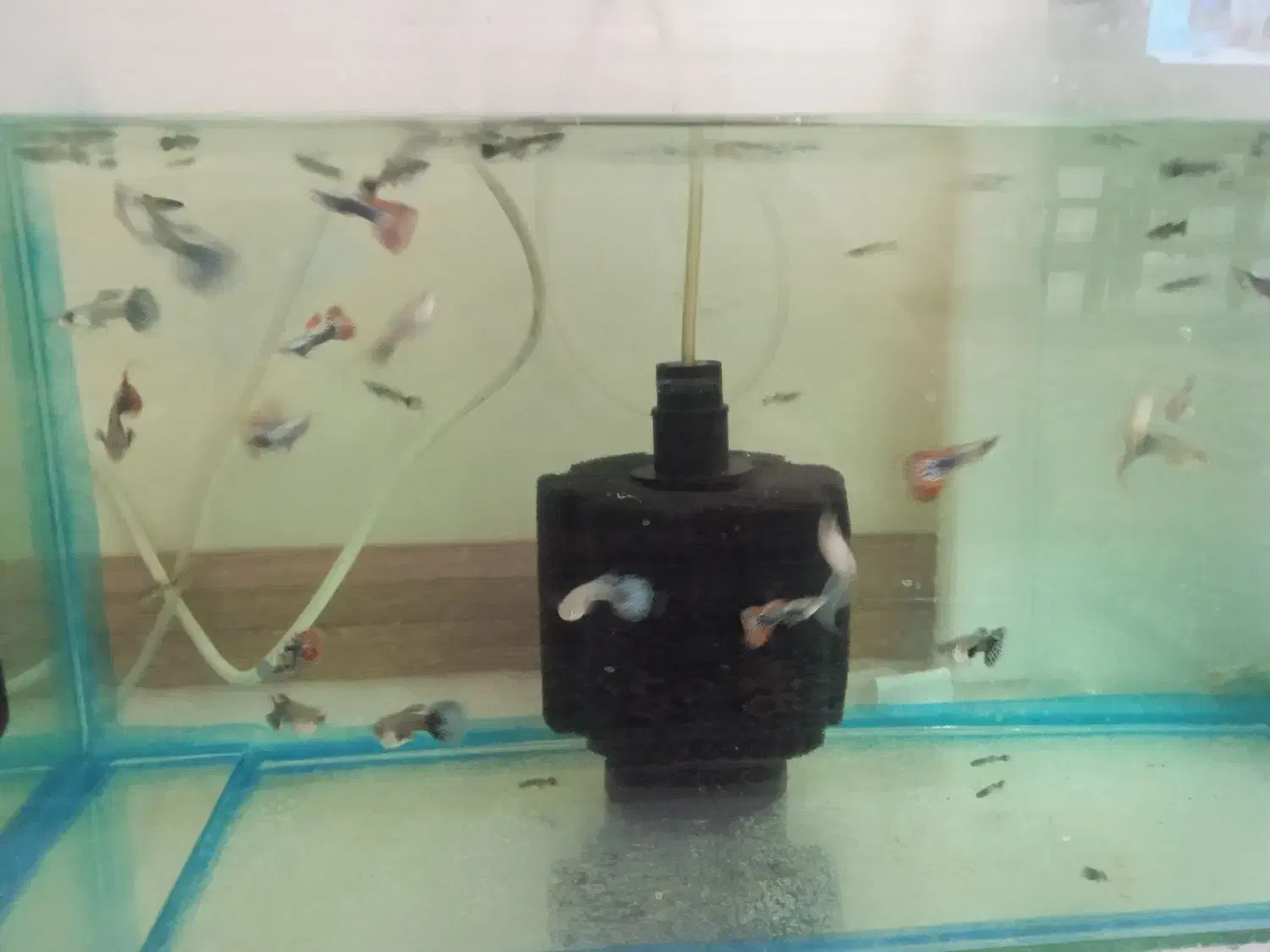 ۲۰عدد ماهی گوپی بیگ ایر چمپیون مولد درشت|ماهی|تهران, والفجر (افسریه)|دیوار