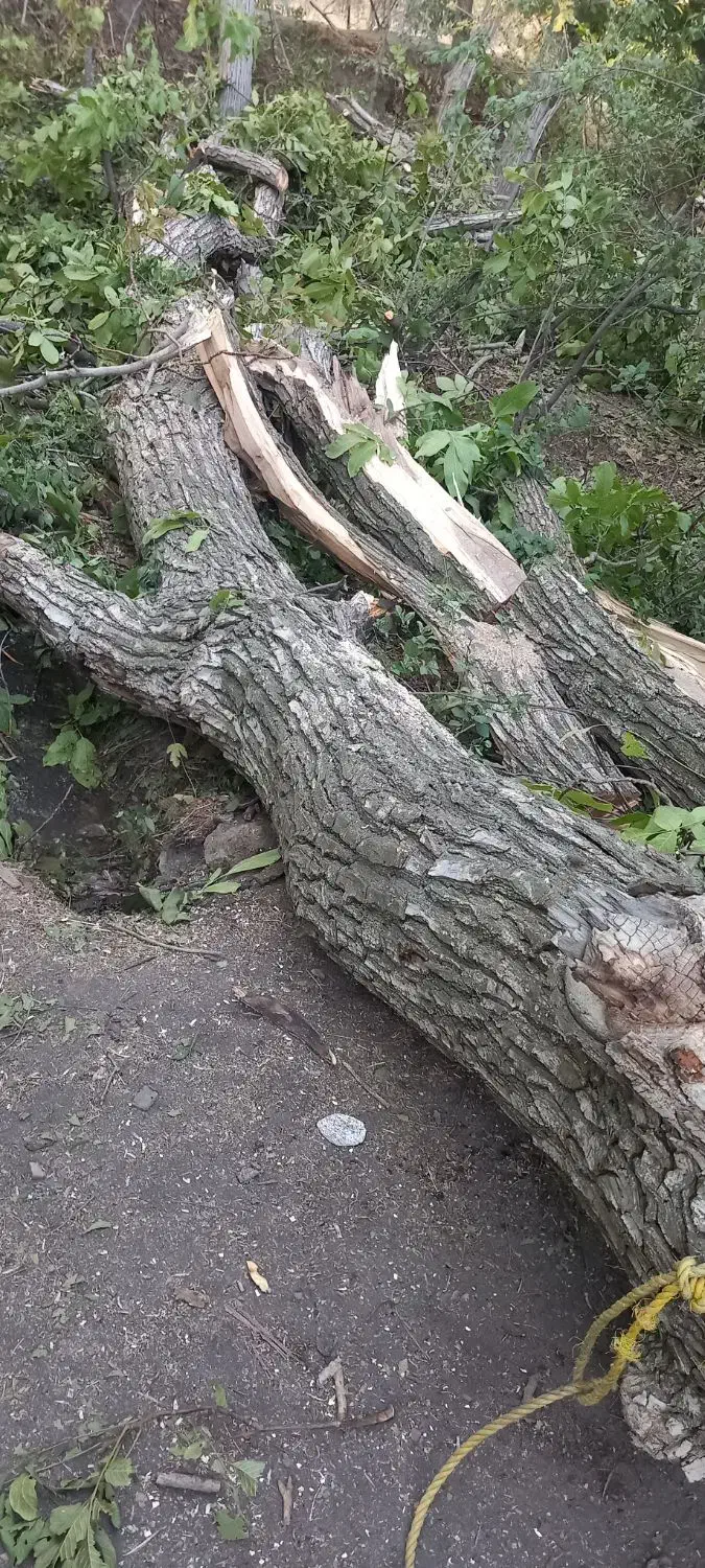 چوپ|خدمات باغبانی و درختکاری|شیروان (لرستان), |دیوار