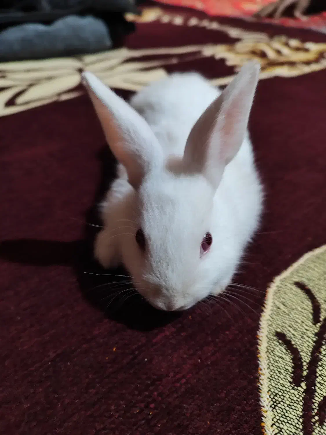 خرگوش|موش و خرگوش|خرمشهر, |دیوار