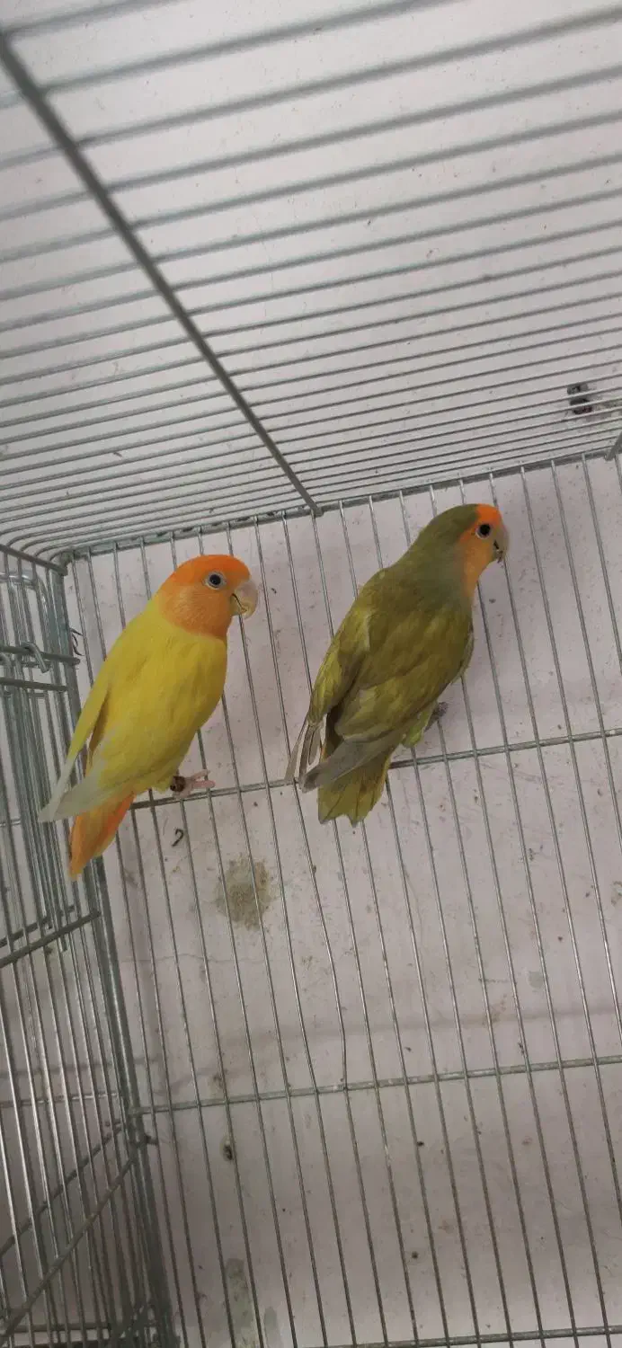 جفت طوطی برزیلی اوپال|پرنده|شیراز, پانصد دستگاه ارتش|دیوار