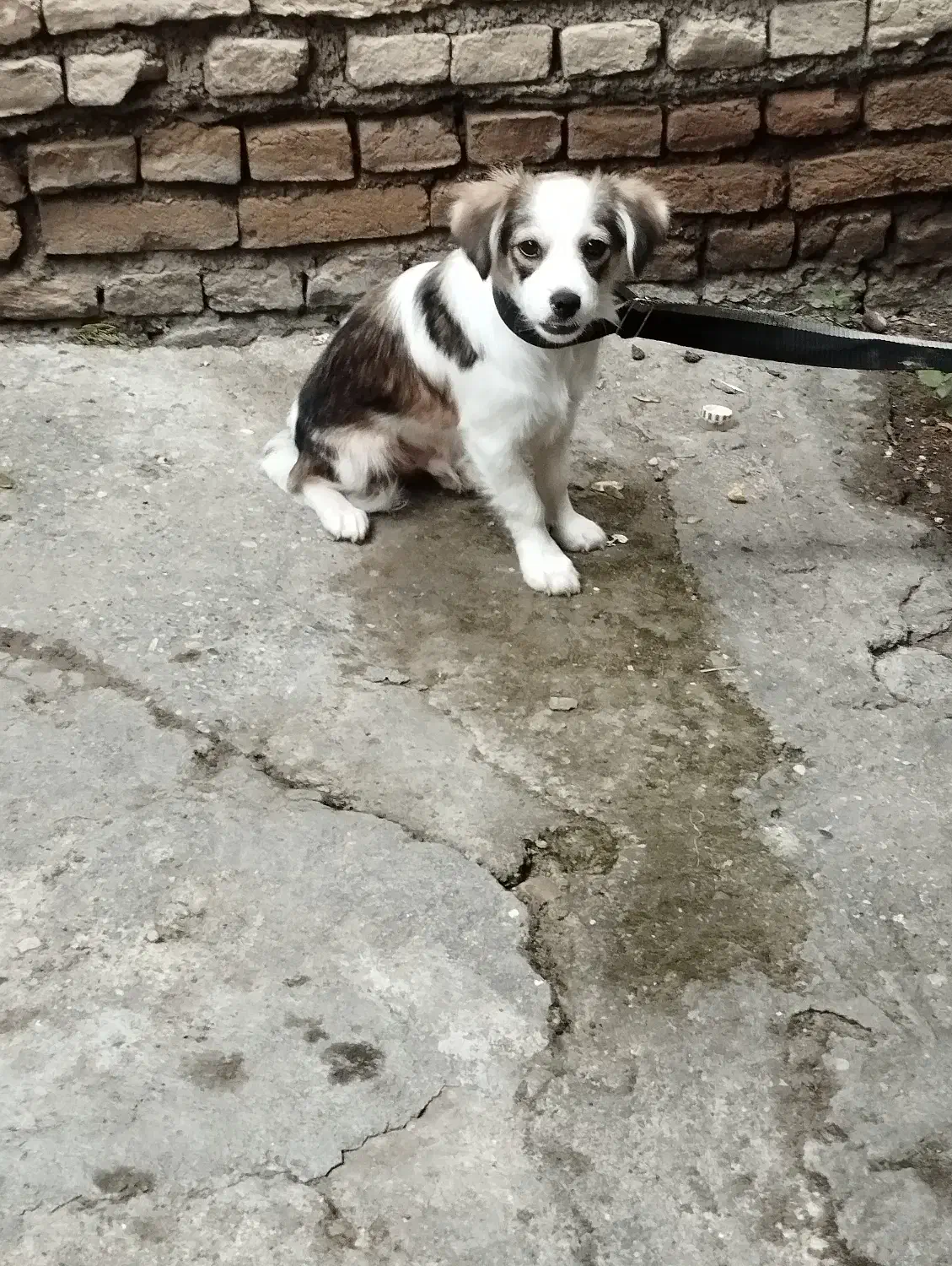 سگ پاکوتا باهوش|سگ|ساری, |دیوار