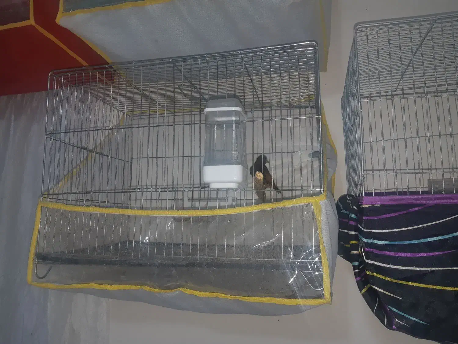 ۶ قناری سینه دارچین|پرنده|کرمان, |دیوار