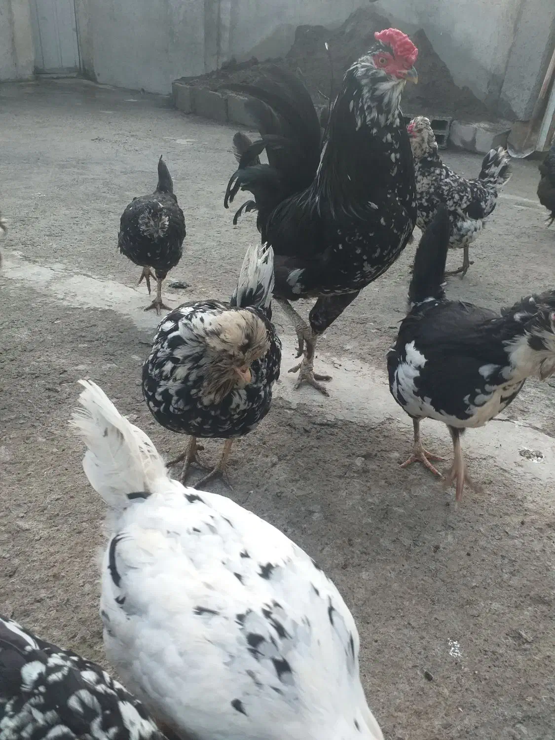 تخم مرغ گلین لری|حیوانات مزرعه|نمین, |دیوار