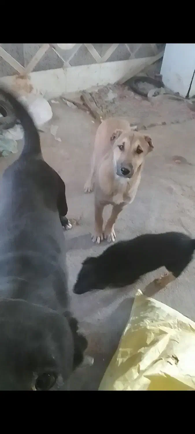 چهار تا توله سرابی|سگ|صفادشت, |دیوار