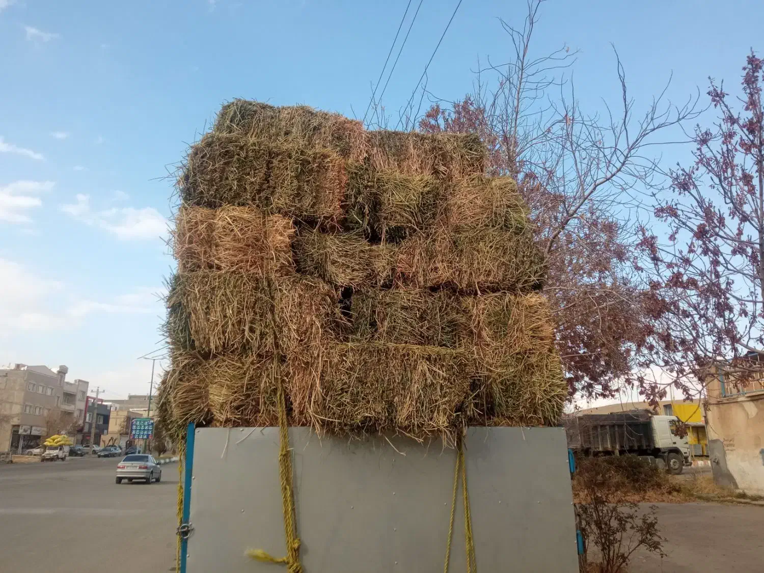 یونجه خالص|خدمات باغبانی و درختکاری|تکاب, |دیوار