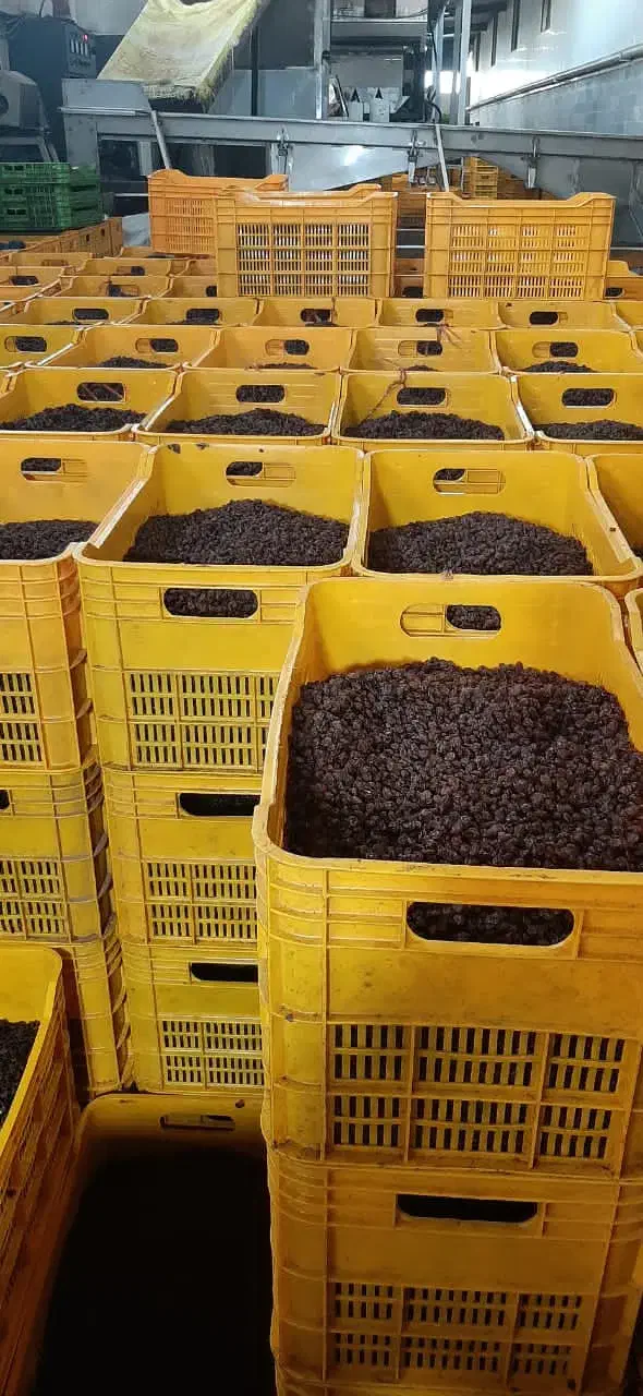 انواع کشمش بیدانه|خوردنی و آشامیدنی|شال, |دیوار