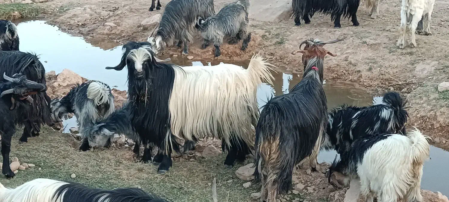 بعده‌فروشی|حیوانات مزرعه|ایذه, |دیوار